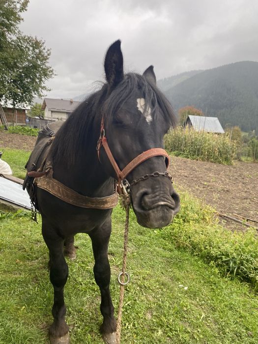 De vanzare manz negru!