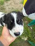 Caine 4 luni pentru adoptie