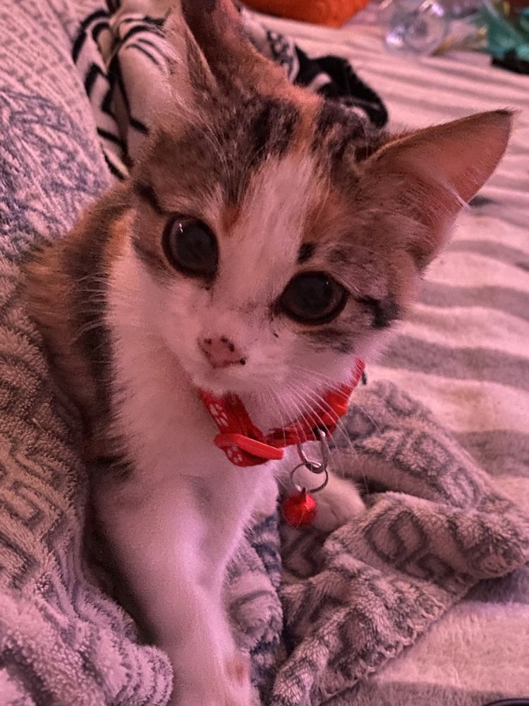 котёнок девочка