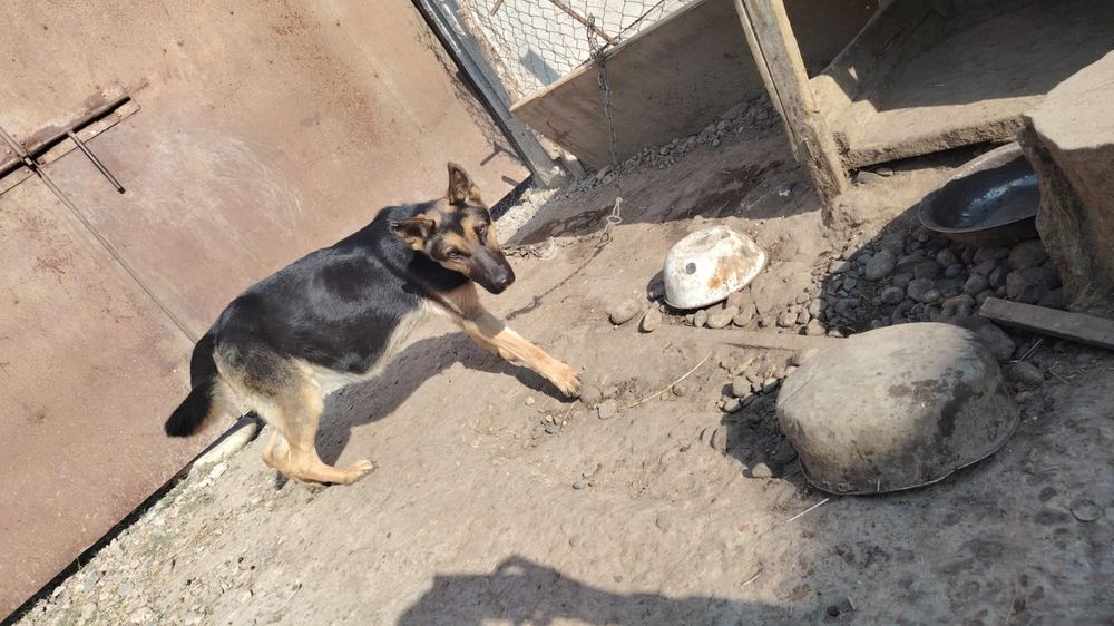 Неміс овшарка

Ит дені сау, күтімі жақ