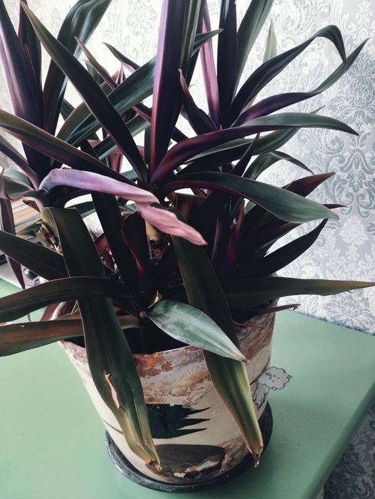 Продам комнатные цветы разные