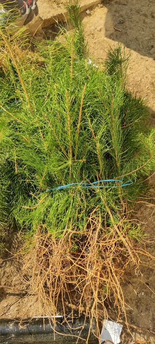 Puieți de pin diferite dimensiuni