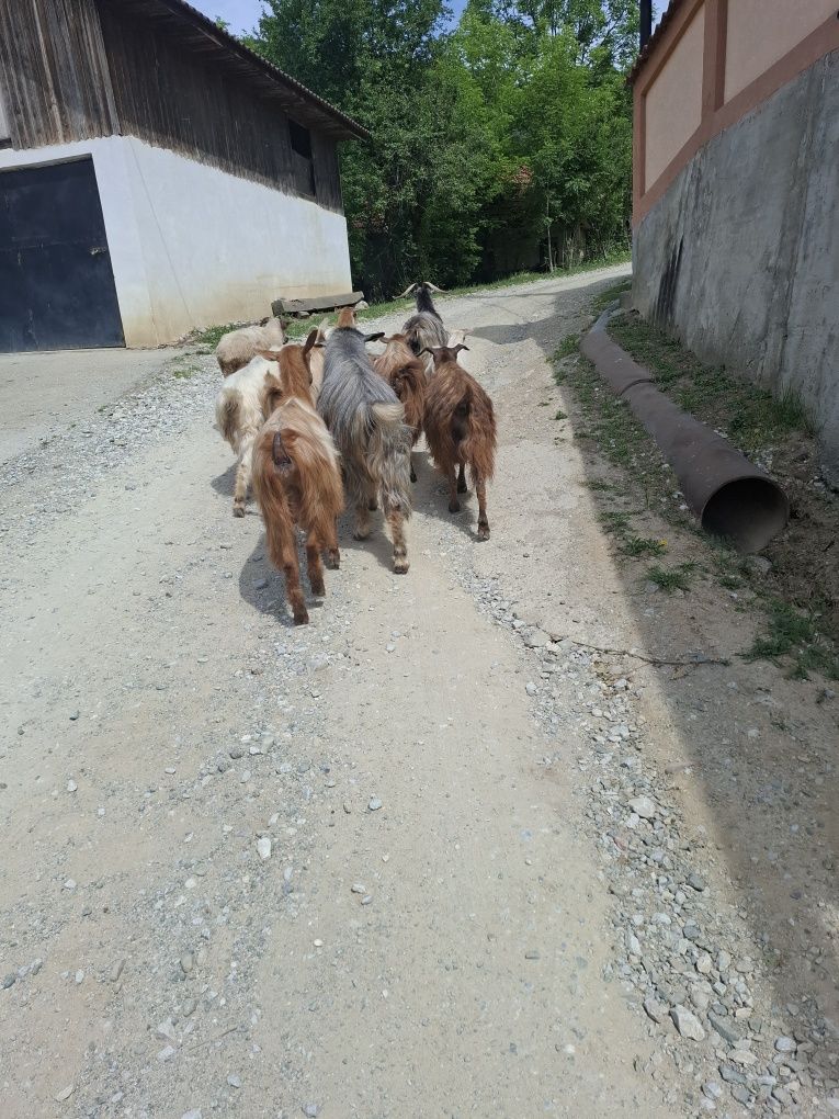 Vând 7 capre și un țap
