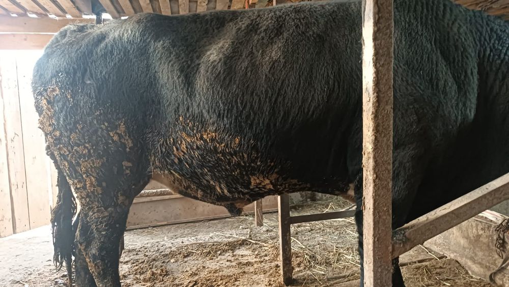 Бычки жырный на мясо