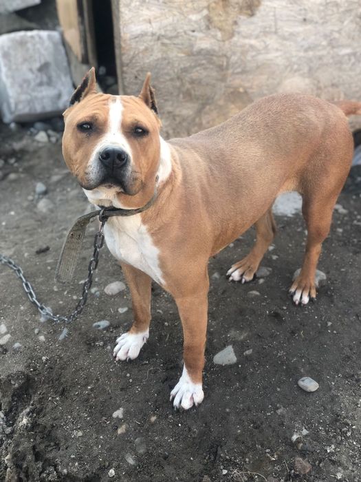 Американский стаффордширский терьер