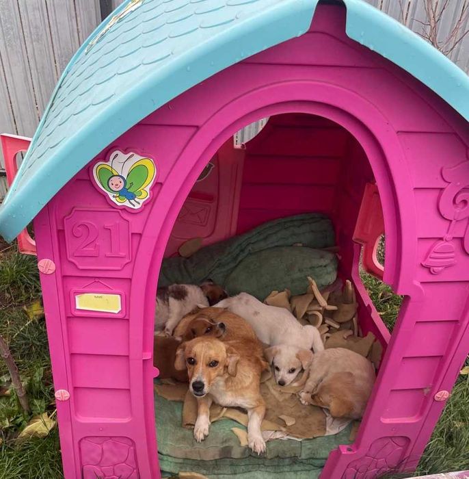 4 puiuțe și o mamă care a suferit prea mult mai au nevoie de ajutor!