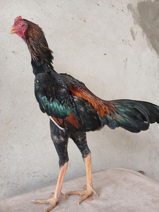 Jujani tozasi sotildi