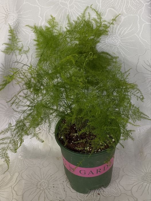 Комнатные цветы по Ташкенту