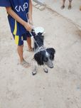 Собака охотничая спаниел