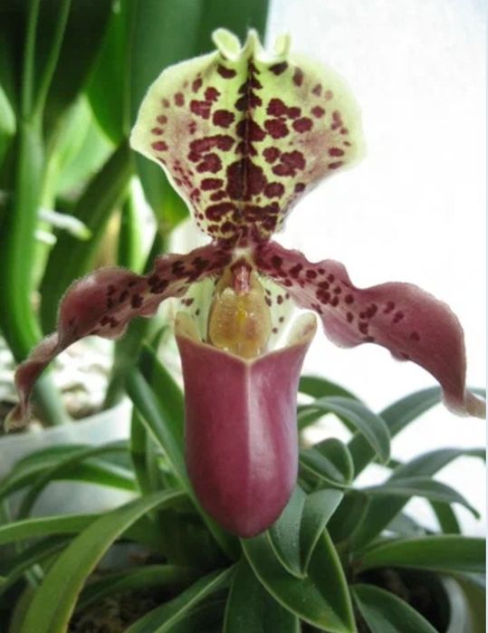 Орхидея Венерин башмачек