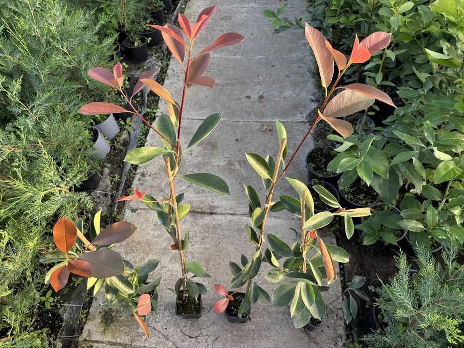 Photinia gard viu