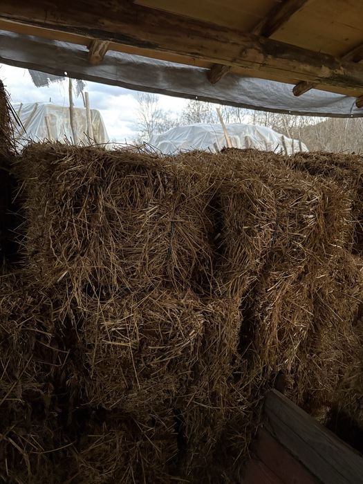 Baloti de lucerna din 2025