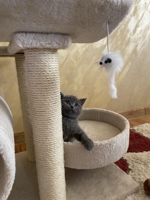 Pui de pisica rasa British shorthair