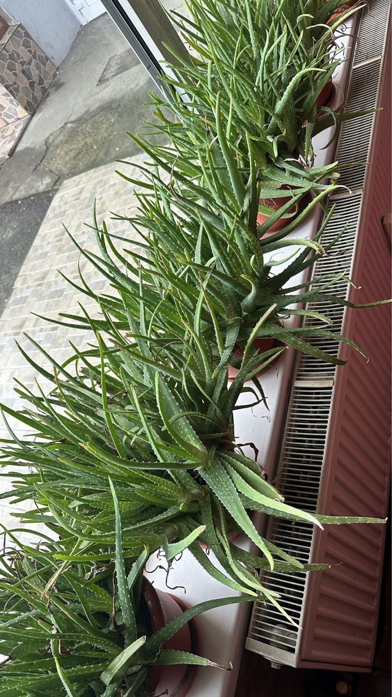 Aloe vera .se vinde la ghiveci 80/buc