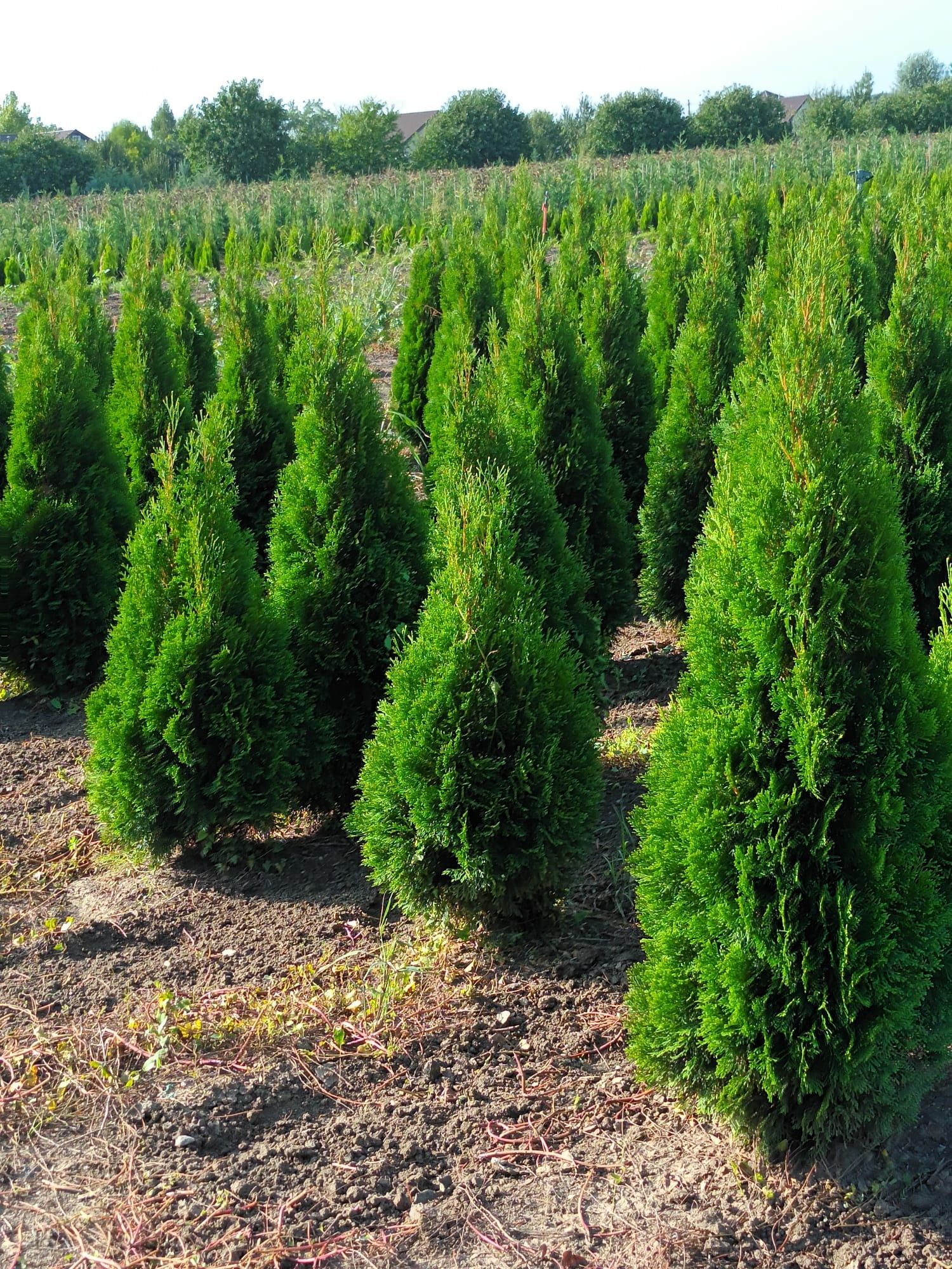 Vând tuia thuja smaragd verde persil