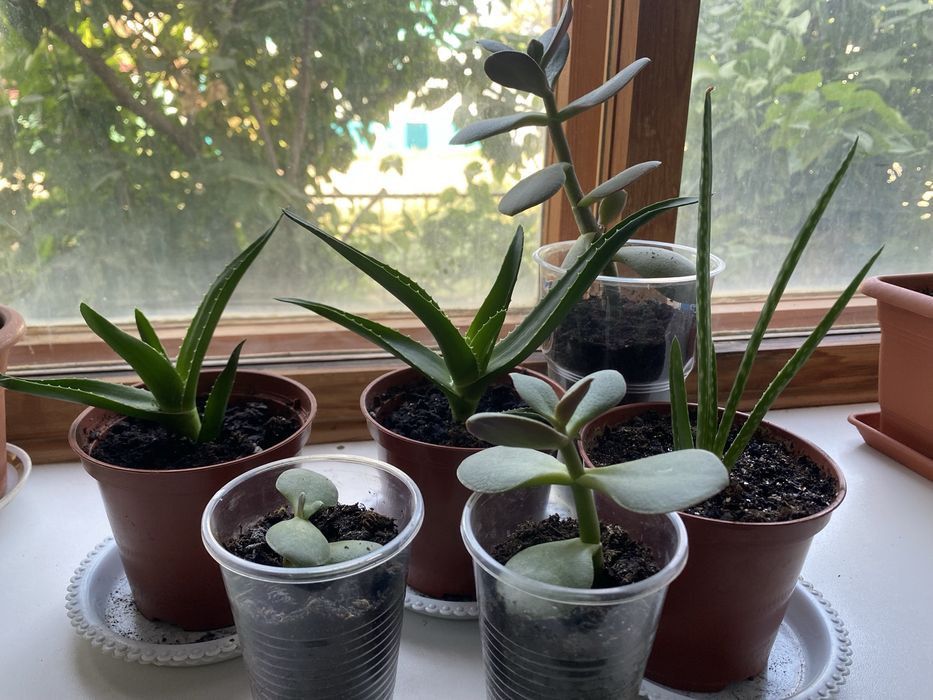 Толстянка алоэ обменяю на другие цветочки)