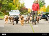 Servicii plimbare câini/dog walk