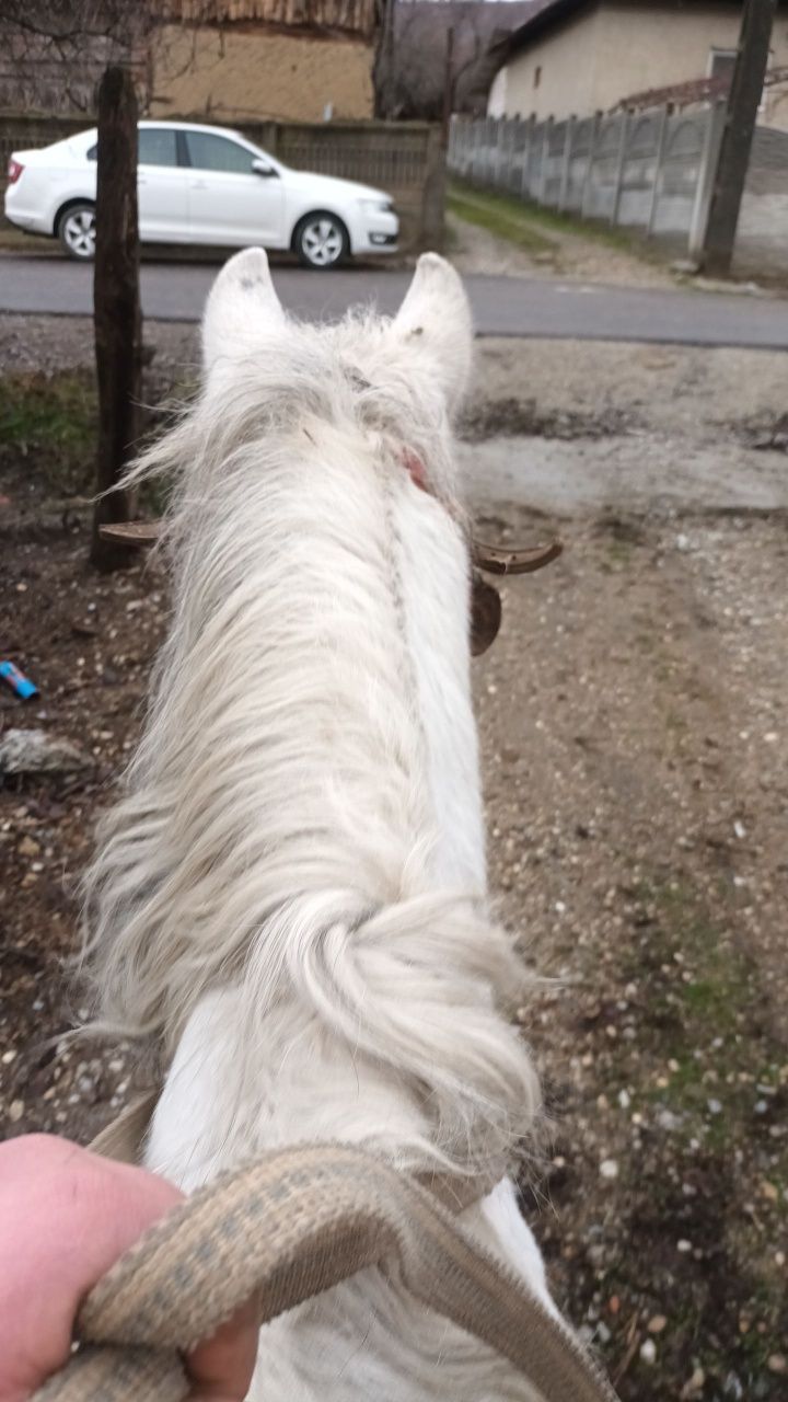 Vând cal bun de tracțiune