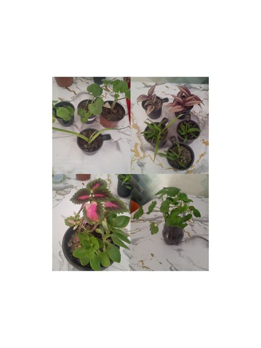 Комнатные растения