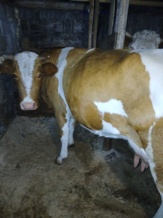 Vacă de vânzare 7 ani