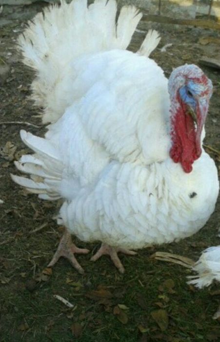 Бир 6 куркалари Индюки биг 6