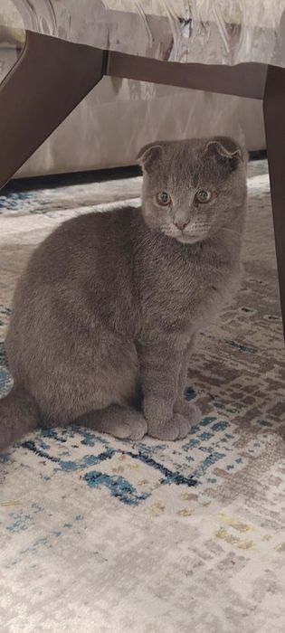 Шотландская вислоуха  Скоттиш Фолд