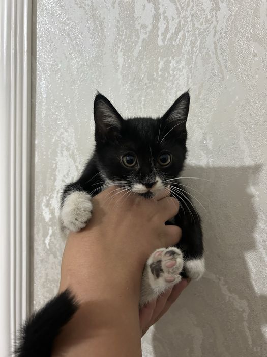 Отдам котёнка бесплатно