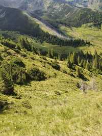 101 ha suprafata compactata pășune alpina și padure