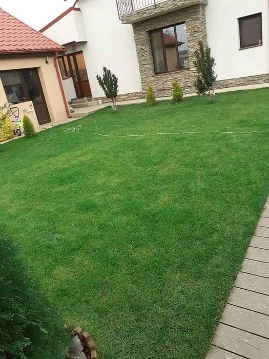 Gazon rulou extra calitate