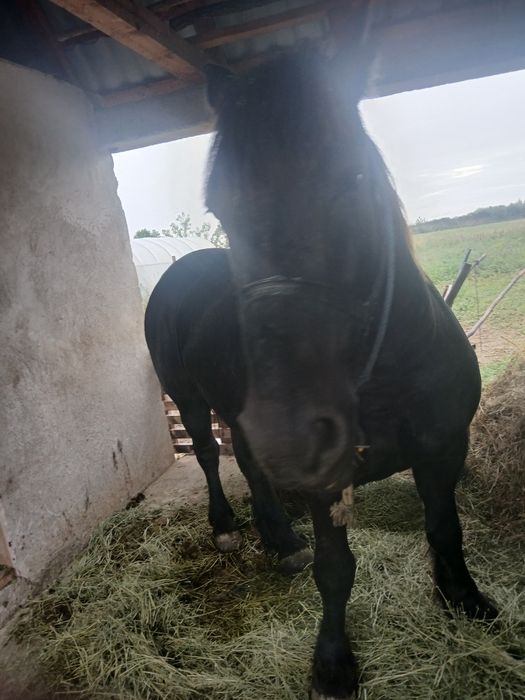 Vând cal de 6 7 ani fac și schimb cu iepe calul are 160 înălțime