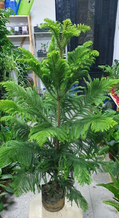 Araukariya (Араукария)