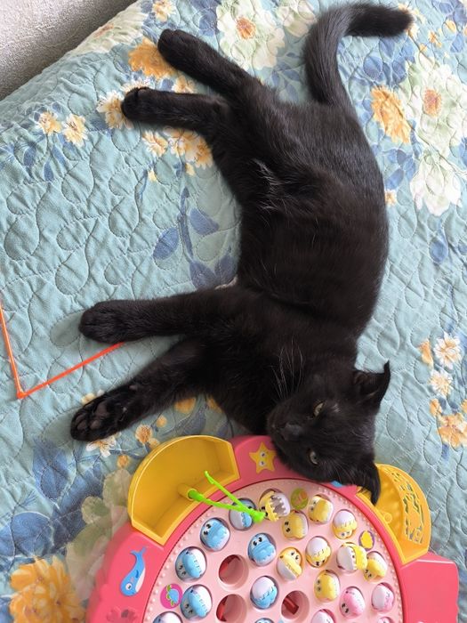 Скотш фолд хадияга