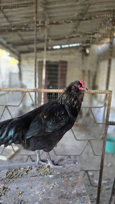 Петухи породы Амераукана, 6 месяцев
