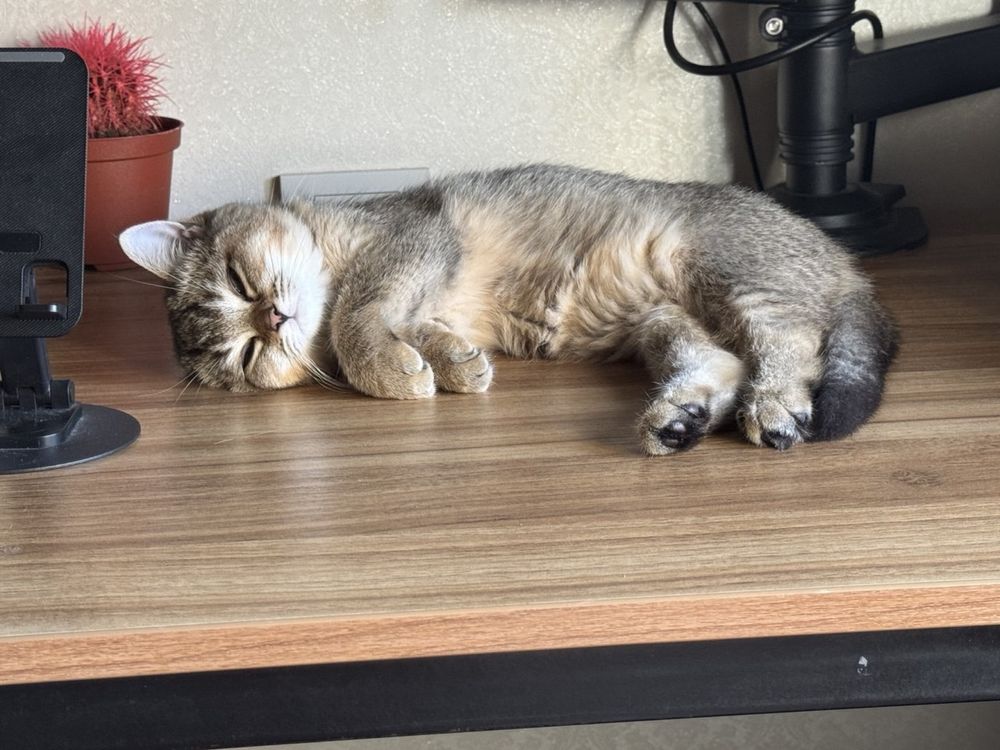 Shinshilla Mushuk sotiladi. Britanskaya zolotaya shinshilla