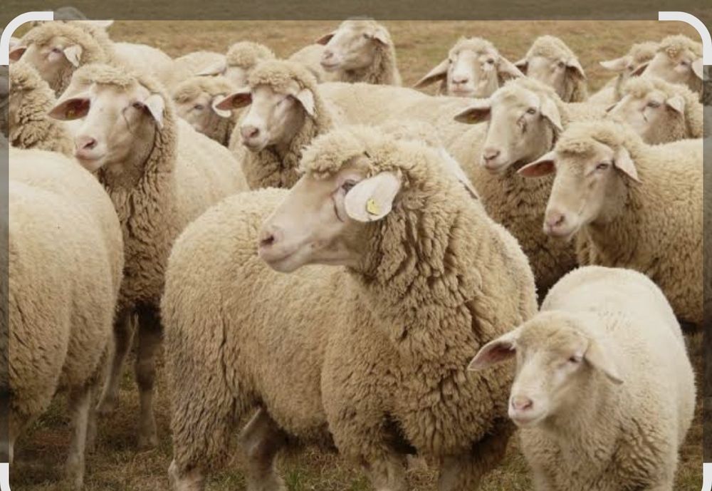 Vând  oi bine întreținute