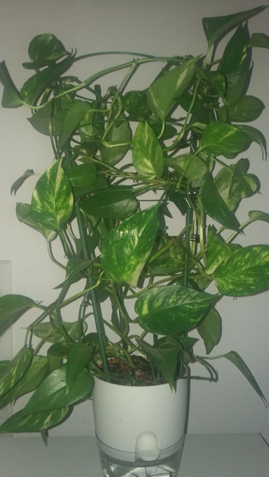 Epipremnum aureum  in ghiveci cu autoudare