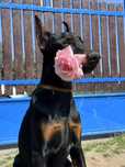 Cățeluș Doberman