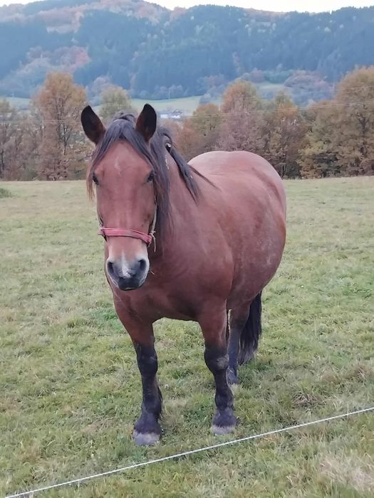De vanzare cal de 6 ani castrat fara nici Un defect garantat de ori ce