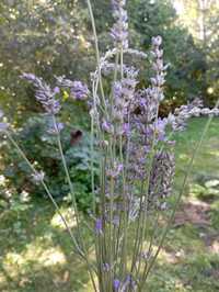 Vand floare de lavanda uscata