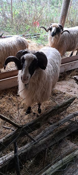 Vând berbecuț  sau schimb cu diferse