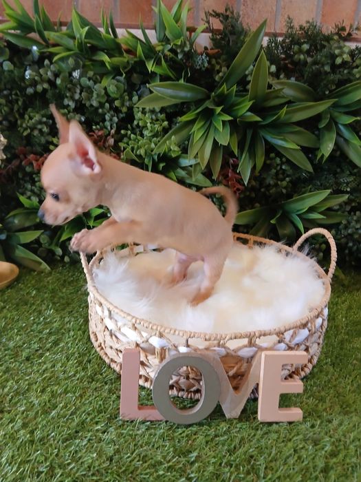 Chihuahua- 2 luni - Carnet de sanatate