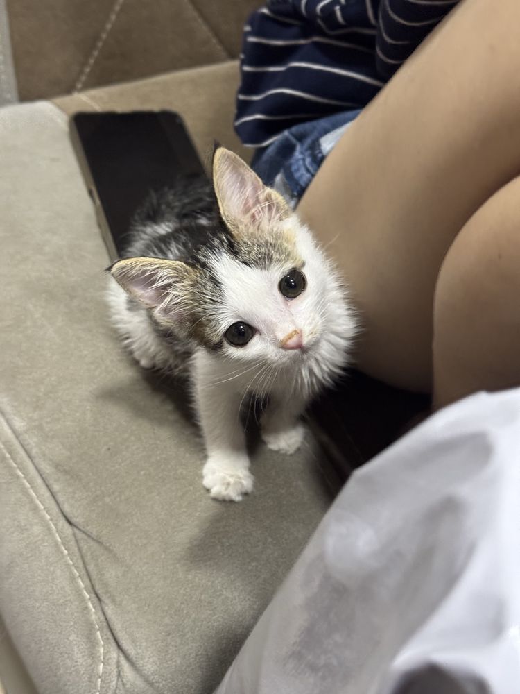 Котик бесплатно девочка