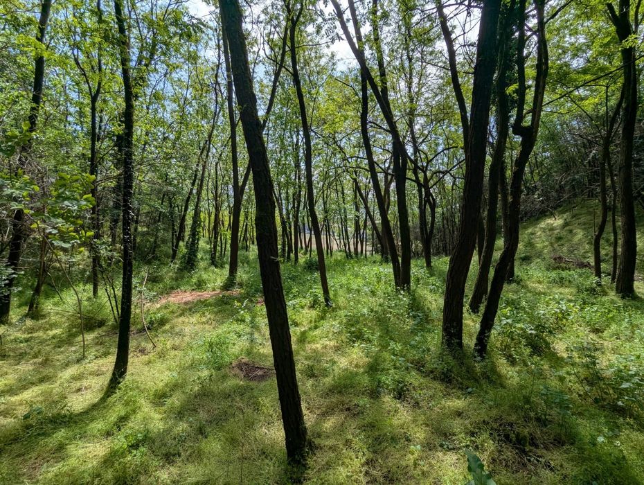 Vand teren intravilan in Bujoreni