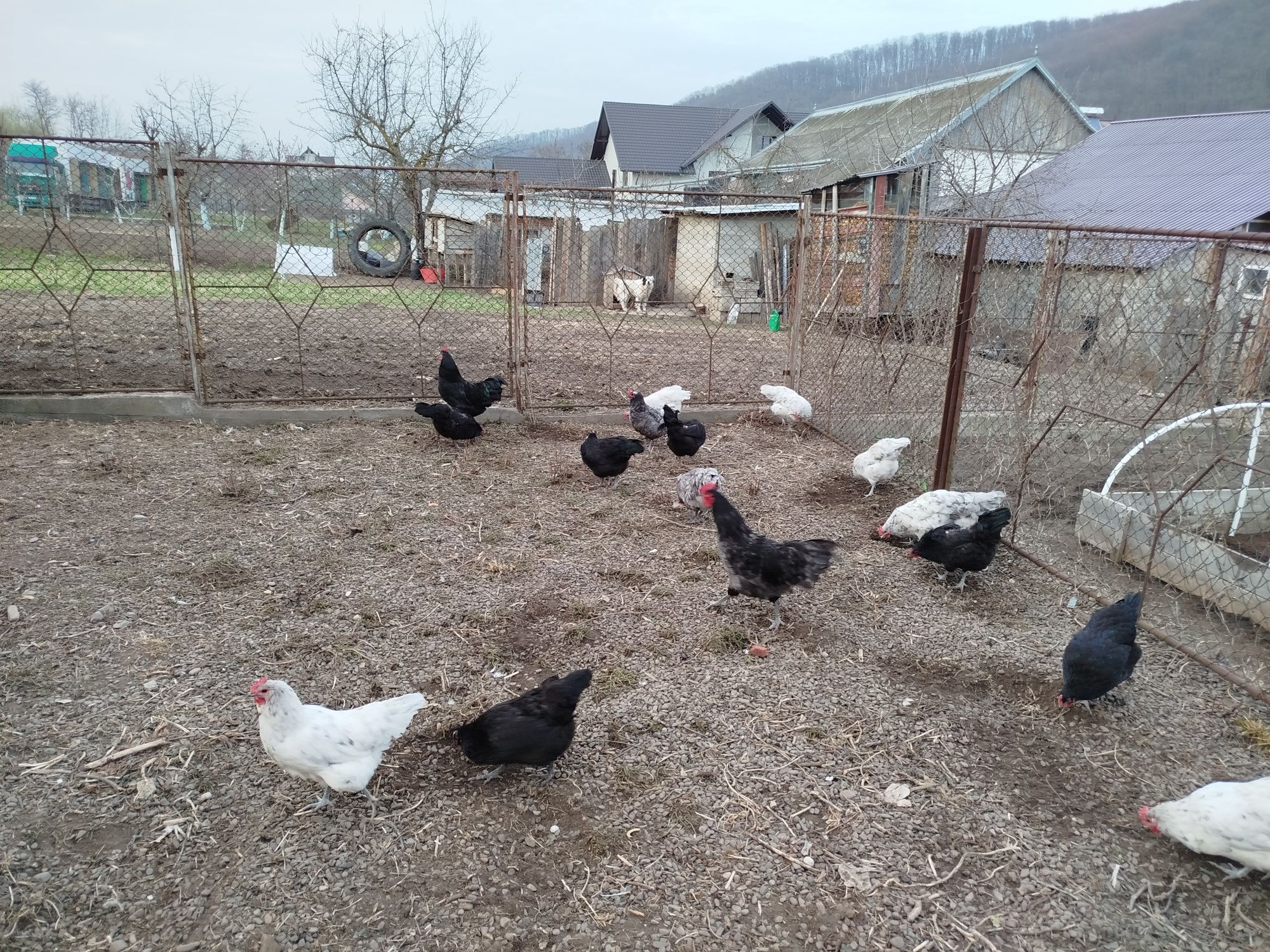 Oua pentru incubat Australorp