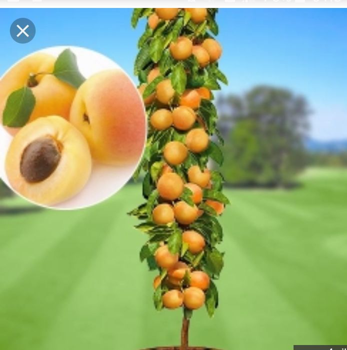 Pomi fructiferi columnari