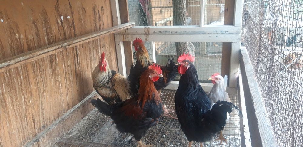 Продаю петухов, Xuroz sotaman.