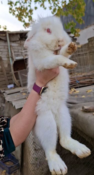 Зайчата на продажу