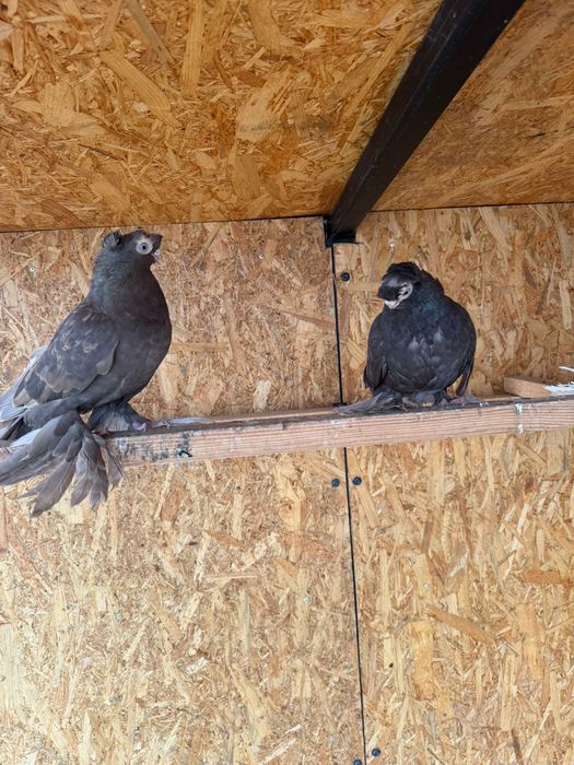 Голуби двухчубые пара