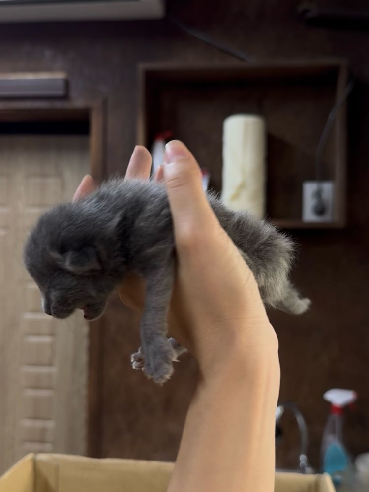 Котенок котята  кот кошка