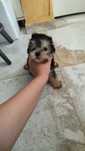 Yorkshire terrier
